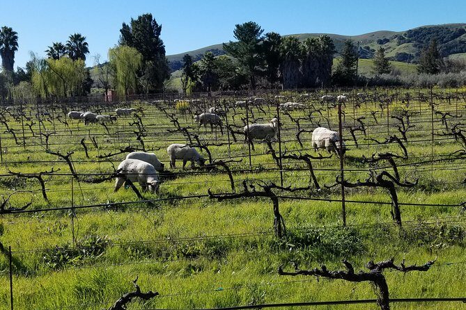 Sonoma Wine Tour with 2 Tastings Included Small-Group Half Day - Round-trip transport from San Francisco: the real time-saver