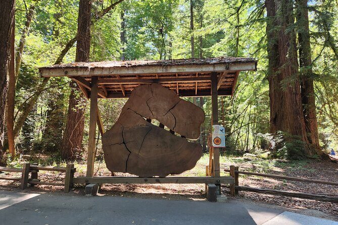 Train Ride Adventure through Mother Natures Giant Redwoods Park - What’s included, and what you’ll need to handle yourself
