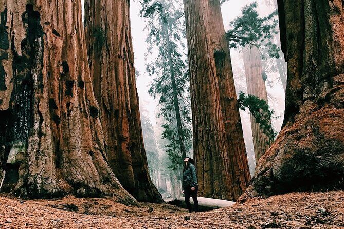 Yosemite 3-Day Lodging Adventure from San Francisco - Yosemite Valley on your own: Falls, gallery time, and easy choices