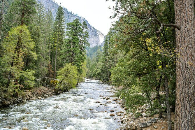 Yosemite Adventure: Full-Day Private Tour from San Francisco - Mariposa Grove (5 hours): giant sequoias and a slower kind of awe