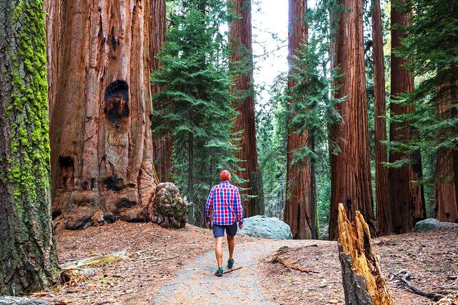 Yosemite and Tahoe from San Francisco: 4 Day Sierra Nevada Tour - Tuolumne Grove of Giant Sequoias: A Real Hike, Not Just a Photo Stop