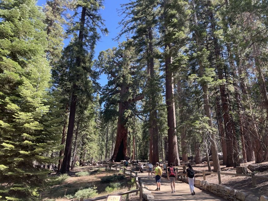 Yosemite, Giant Sequoias, Private Tour from San Francisco - Key Things I’d Plan Around