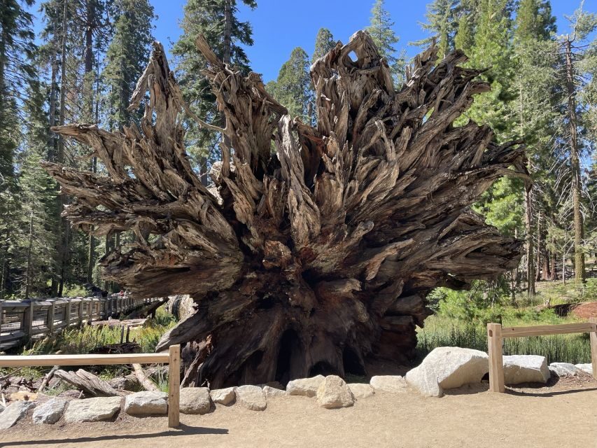 Yosemite, Giant Sequoias, Private Tour from San Francisco - Yosemite Falls and El Capitan: The Valley’s Stars in Order