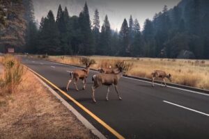 Yosemite, Kings Canyon National Parks 2 Day Tour from SF - Overnight Hotel Night: A Rare Chance to Recover