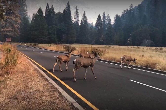 Yosemite, Kings Canyon National Parks 2 Day Tour from SF - Price and Value: Why $464 Can Make Sense (or Not)